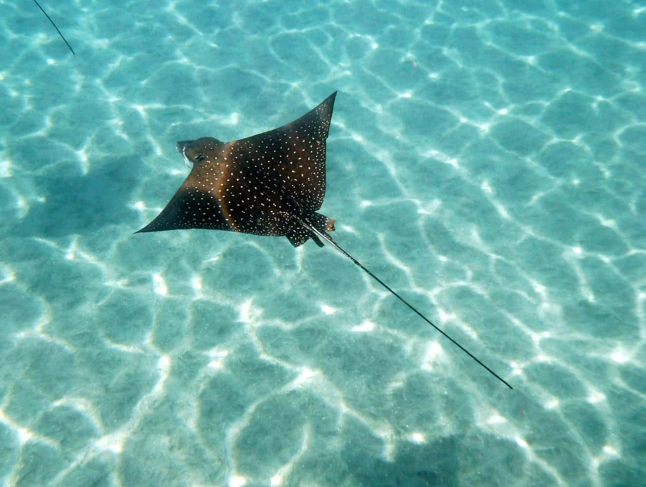 Spotted Eagle Ray Swimming Wallpaper