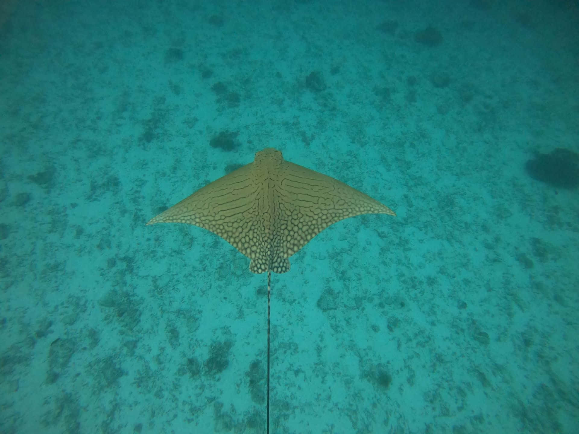 Spotted Eagle Ray Underwater Wallpaper