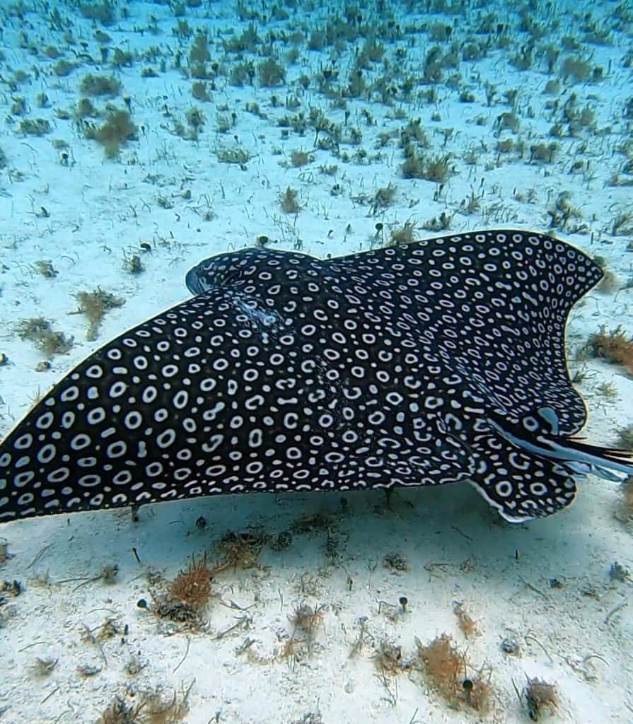 Spotted Eagle Ray Underwater.jpg Wallpaper