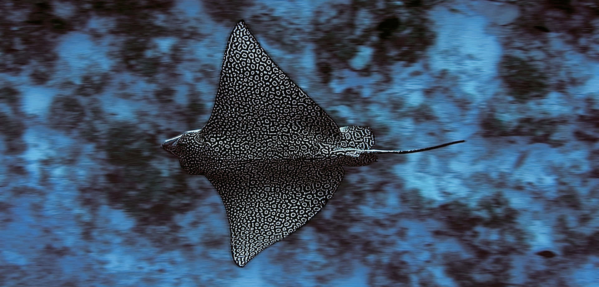 Spotted Eagle Ray Underwater Wallpaper