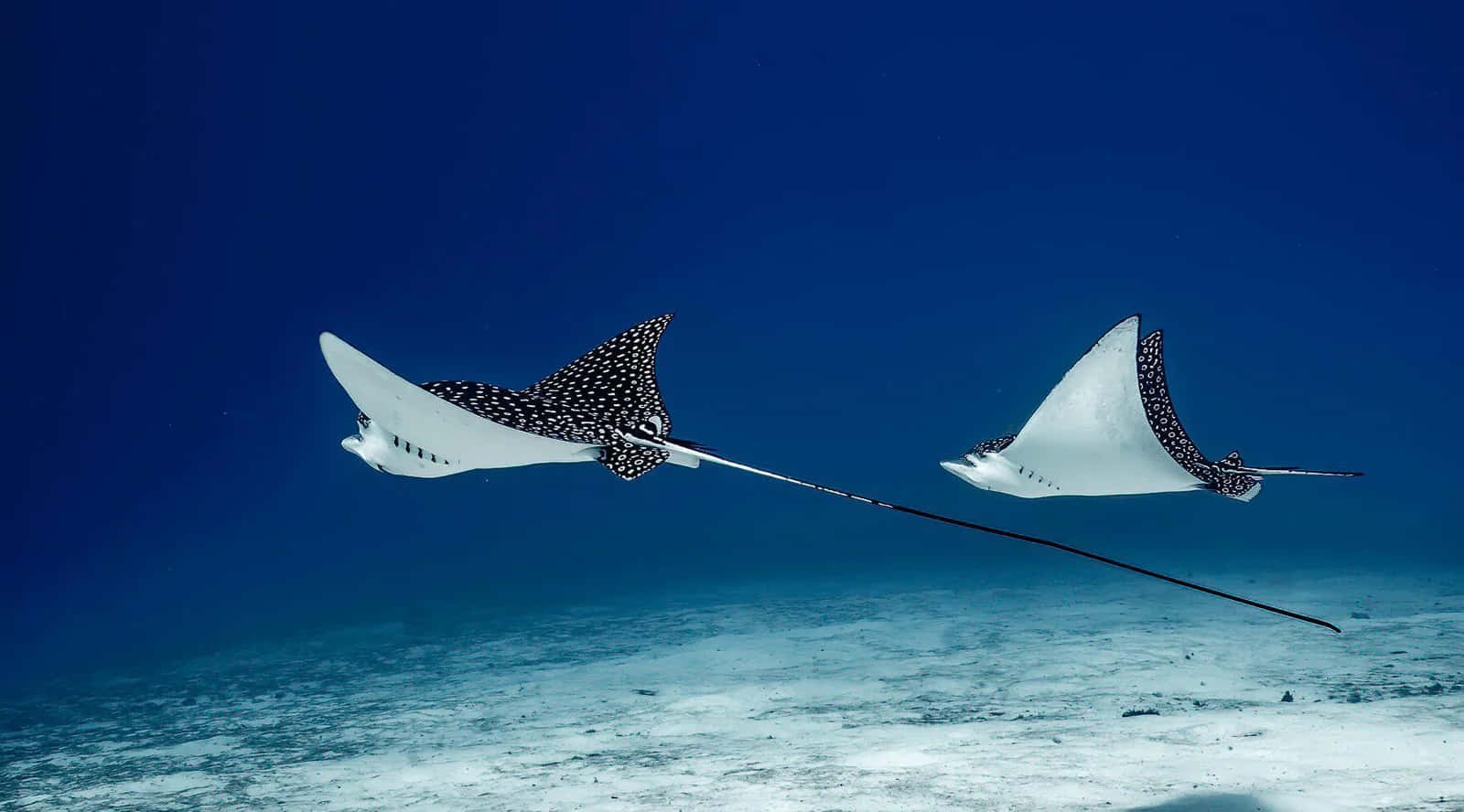 Spotted Eagle Rays Gliding Underwater.jpg Wallpaper