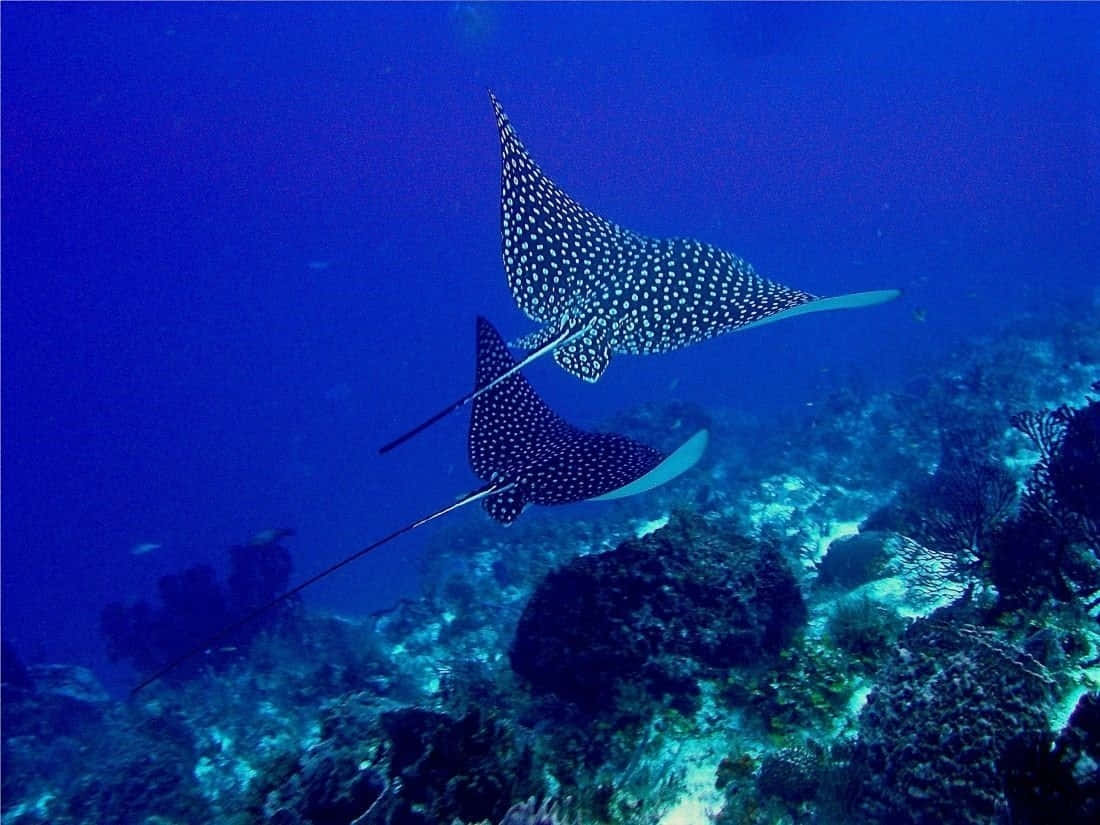 Spotted Eagle Rays Swimming Wallpaper