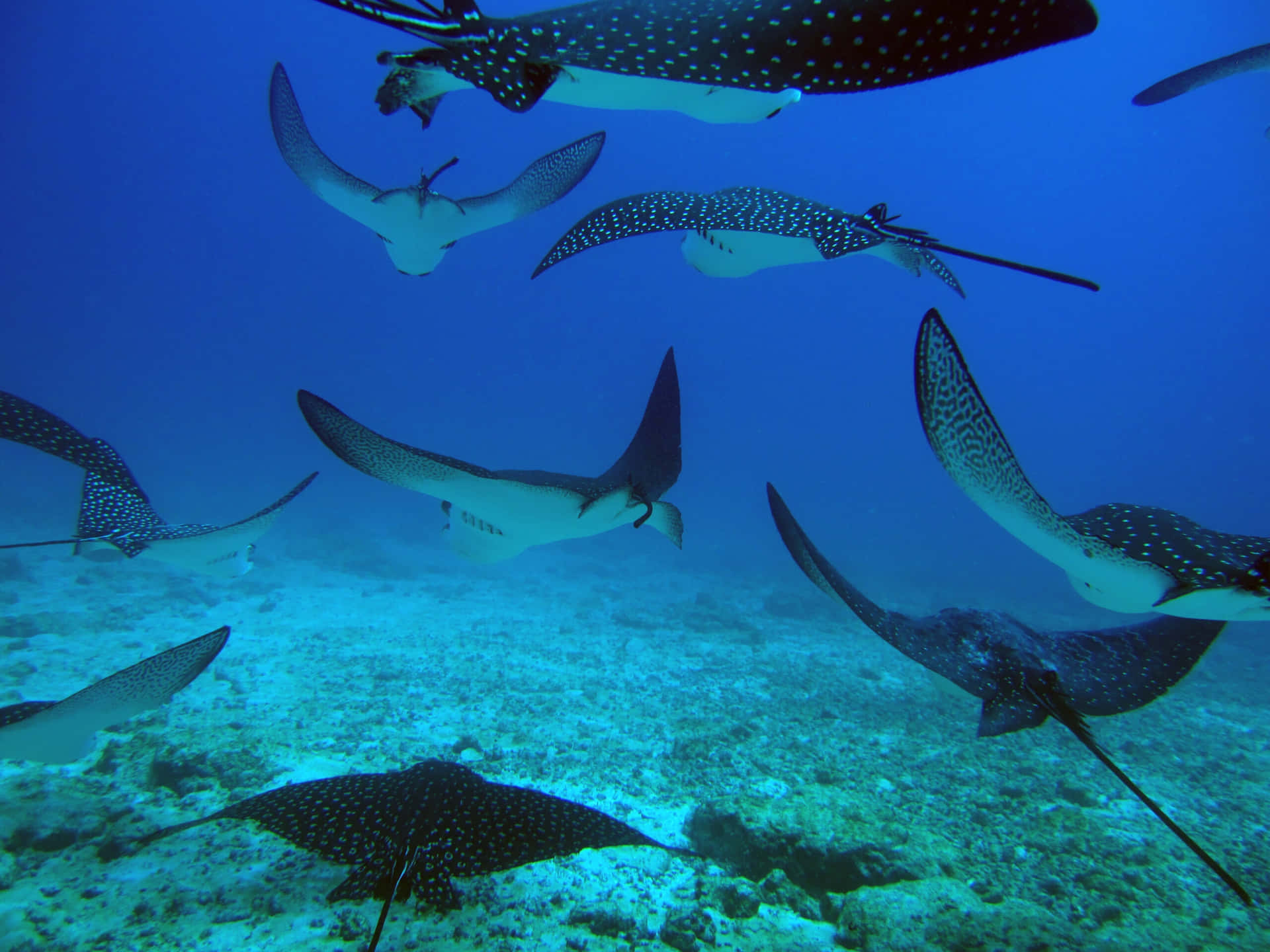 Spotted Eagle Rays Swimming Underwater Wallpaper