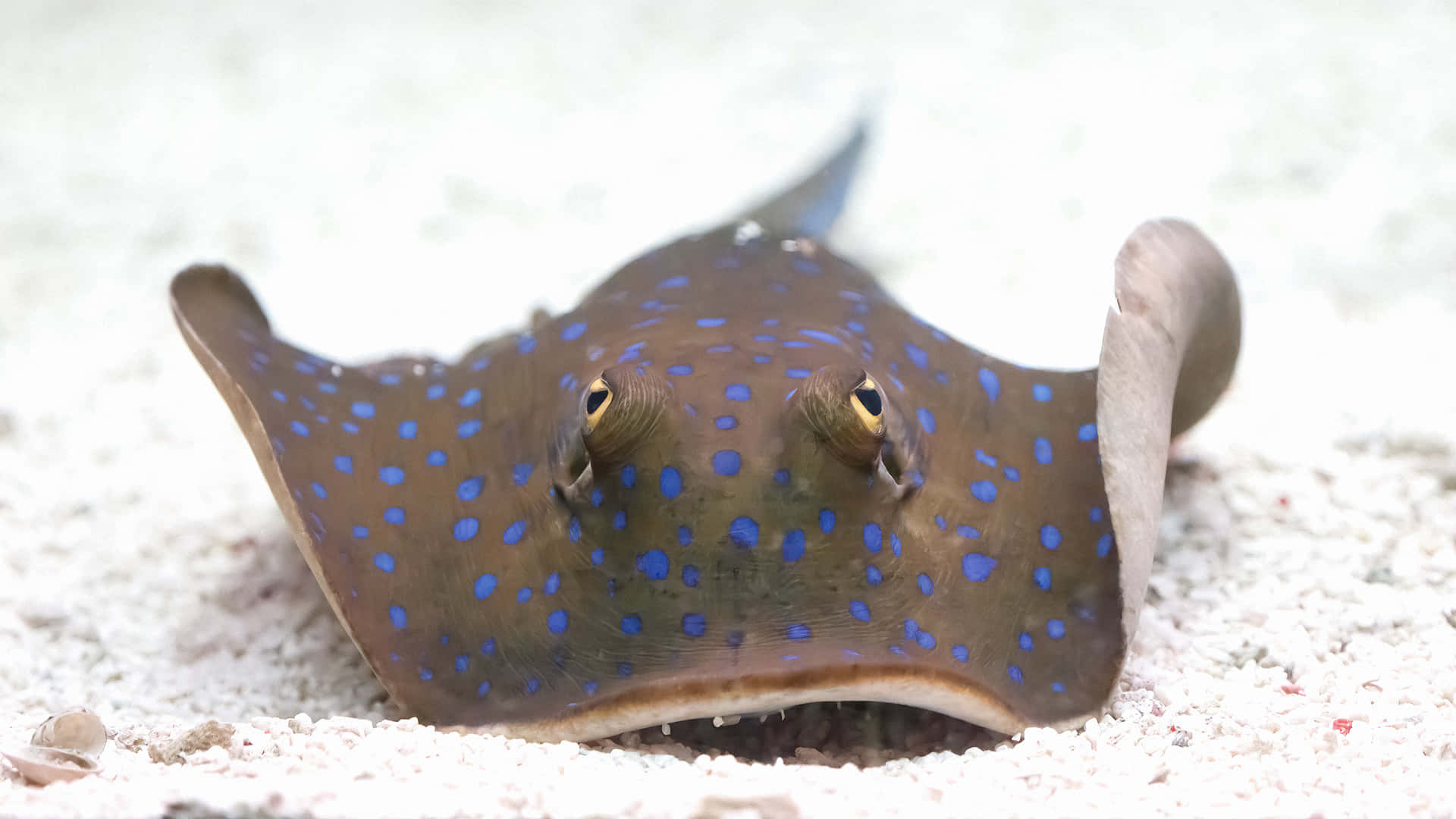 Spotted Electric Ray Sandy Bottom.jpg Wallpaper