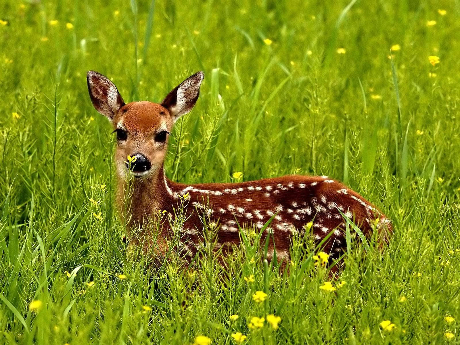 Spotted Fawn Deer In Flower Field Wallpaper