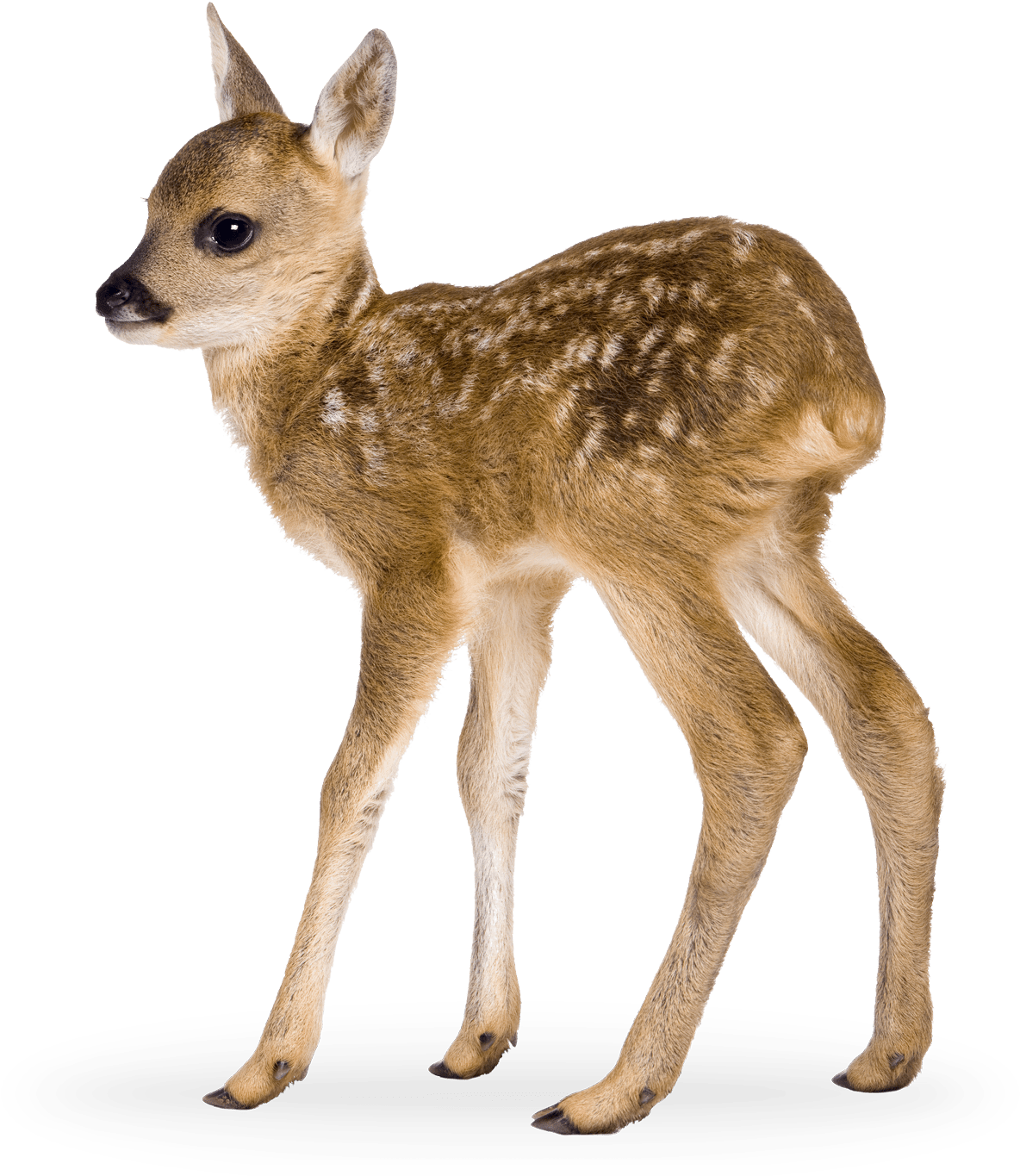 Download Spotted Fawn Standing Transparent Background.png | Wallpapers.com