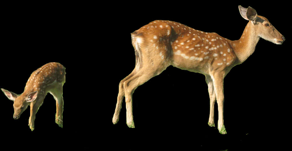 Spotted Fawns Black Background PNG