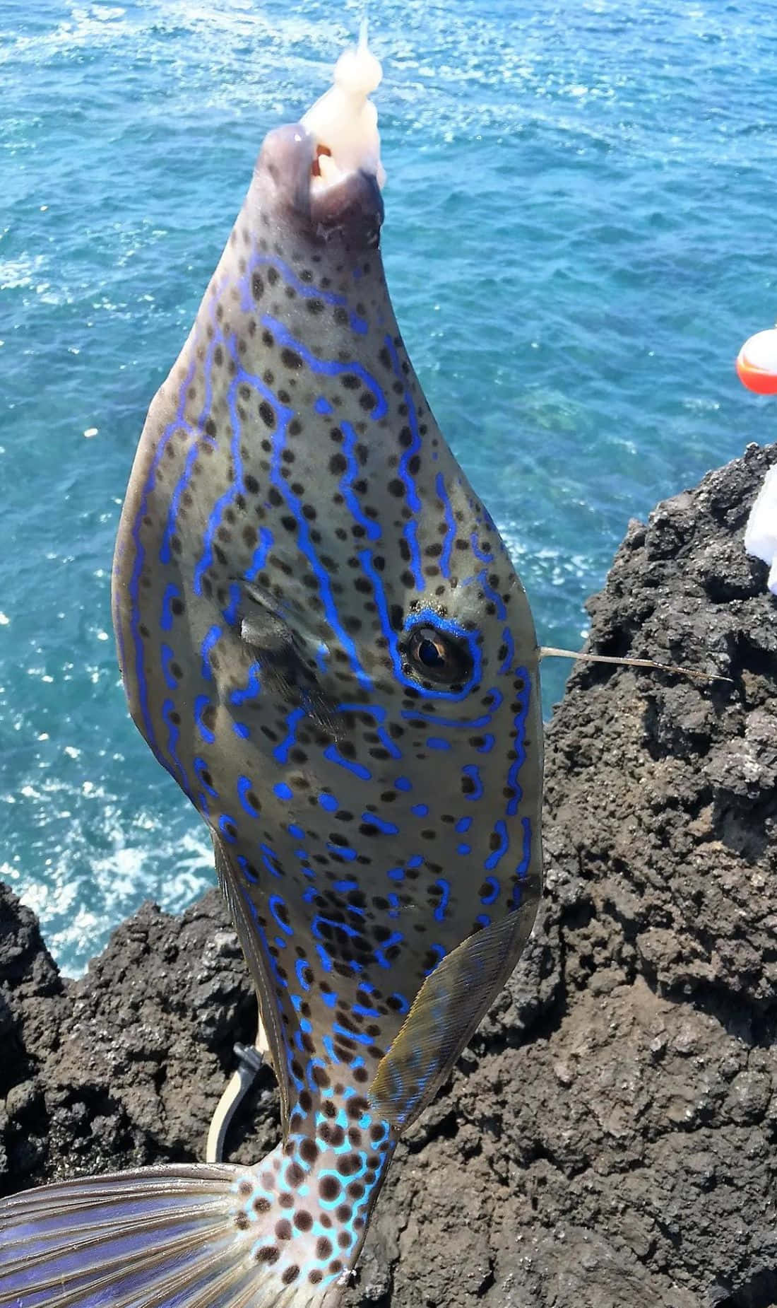 Spotted Filefish Caughtby Angler Wallpaper