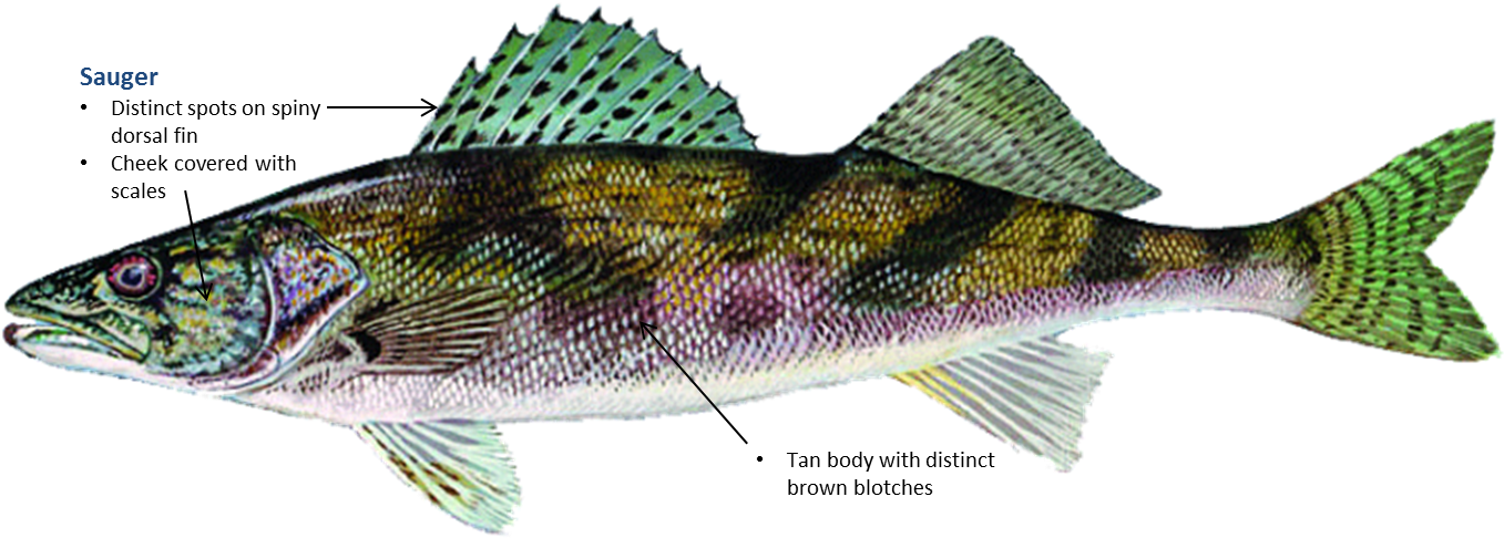 Spotted Fish Anatomy Illustration PNG