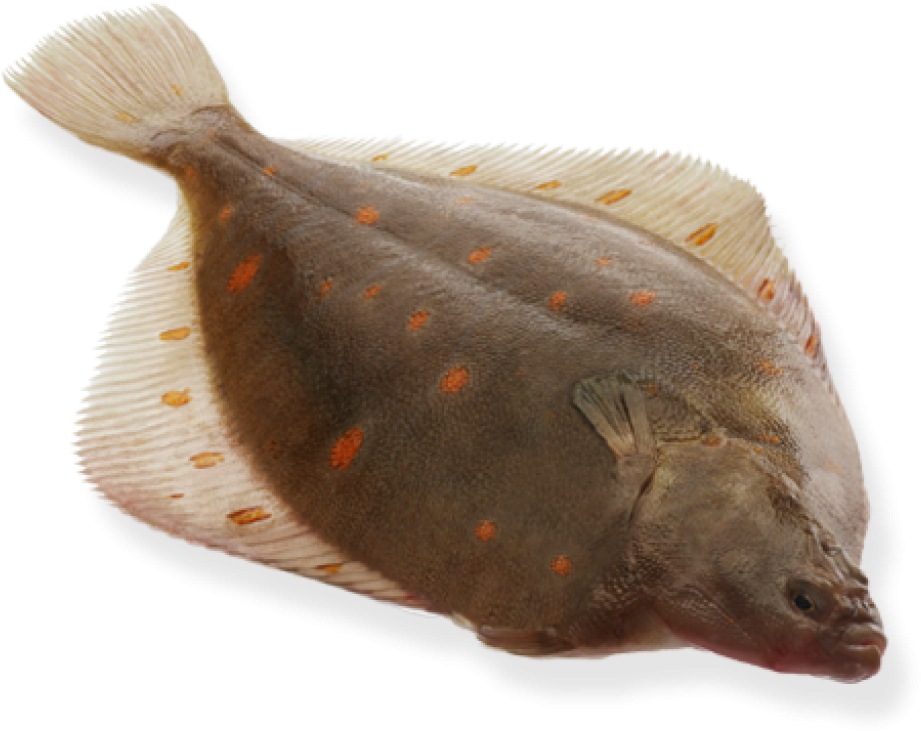 Spotted Flounder Fish PNG