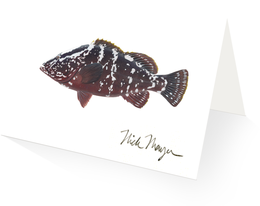 Spotted Flounder Illustration PNG