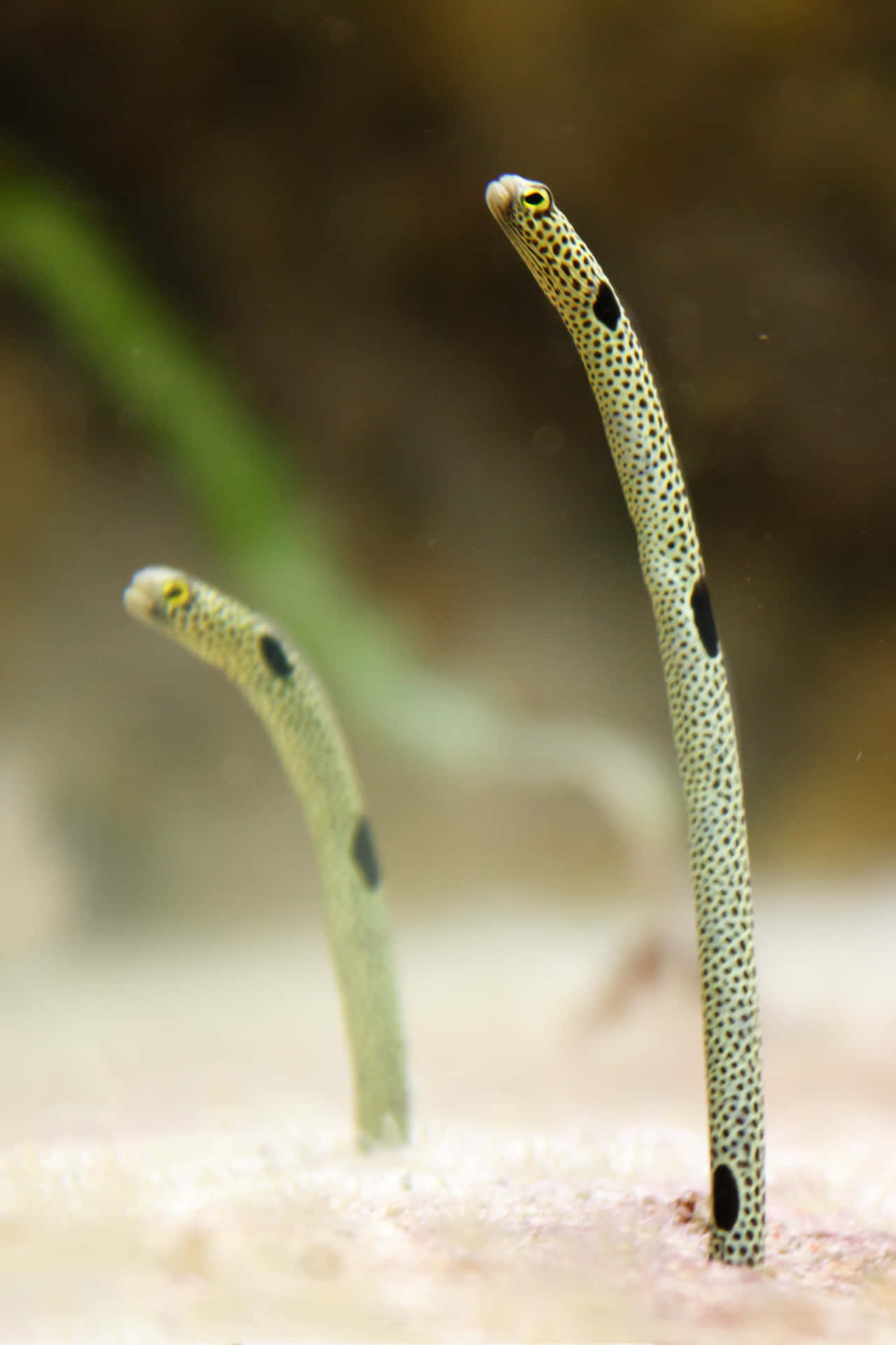 Spotted Garden Eels Up Close.jpg Wallpaper