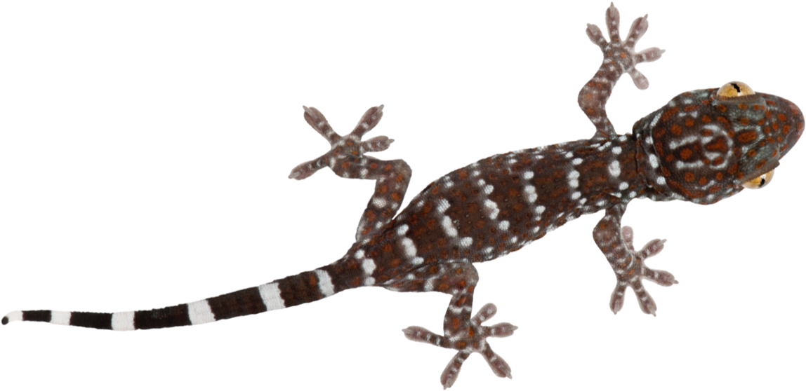 Spotted Geckoon Teal Background PNG