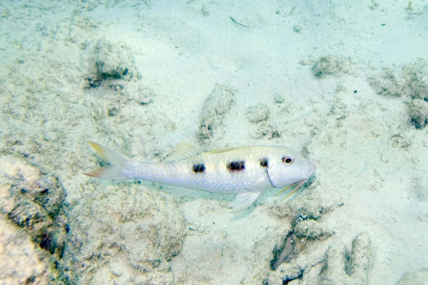 Poisson Chèvre Tacheté Nageant Au-dessus Du Fond Sablonneux Fond d'écran