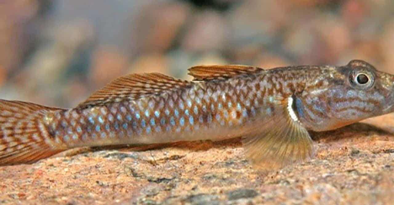 Spotted Goby On Rocky Bed Wallpaper