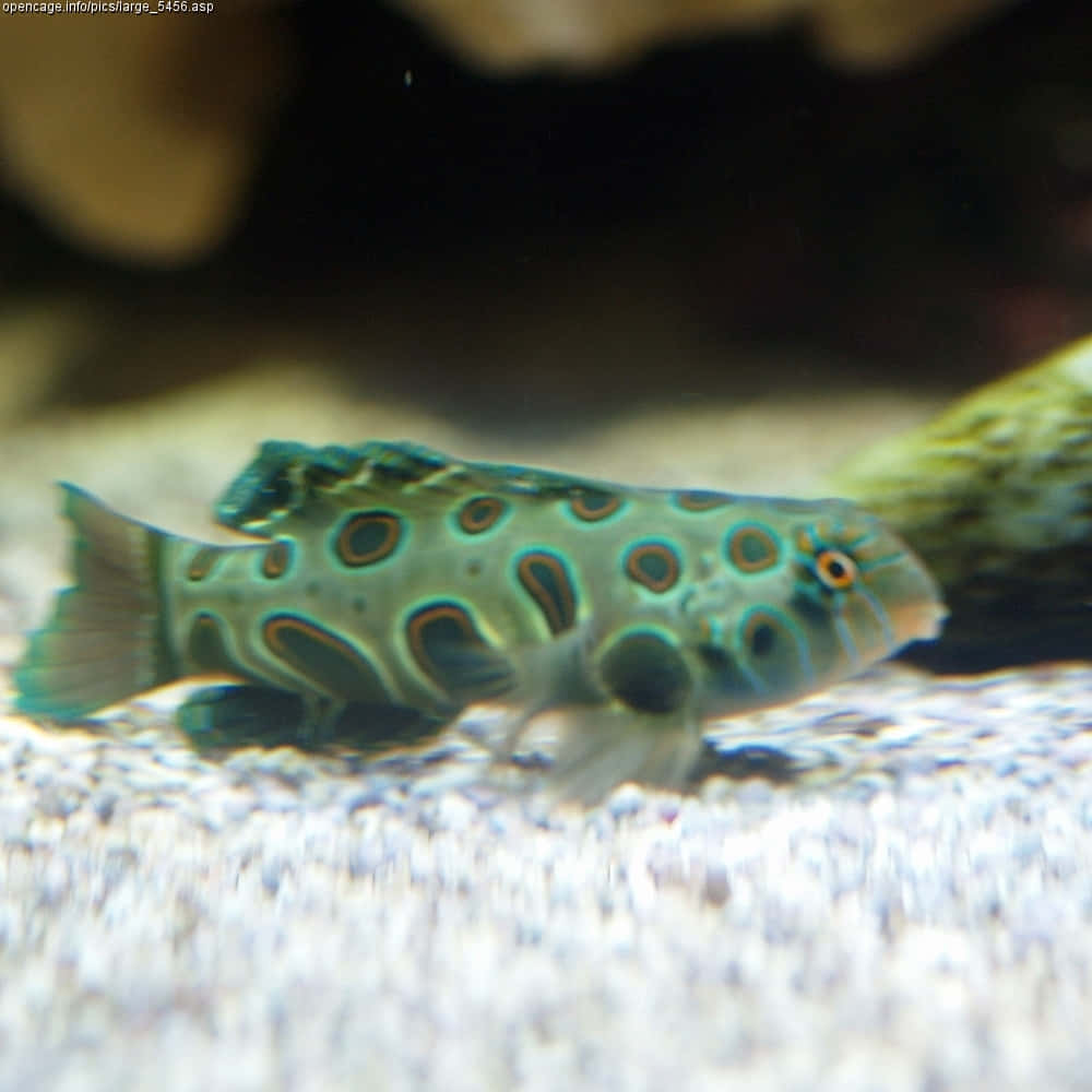 Spotted Green Dragonet Fish Wallpaper