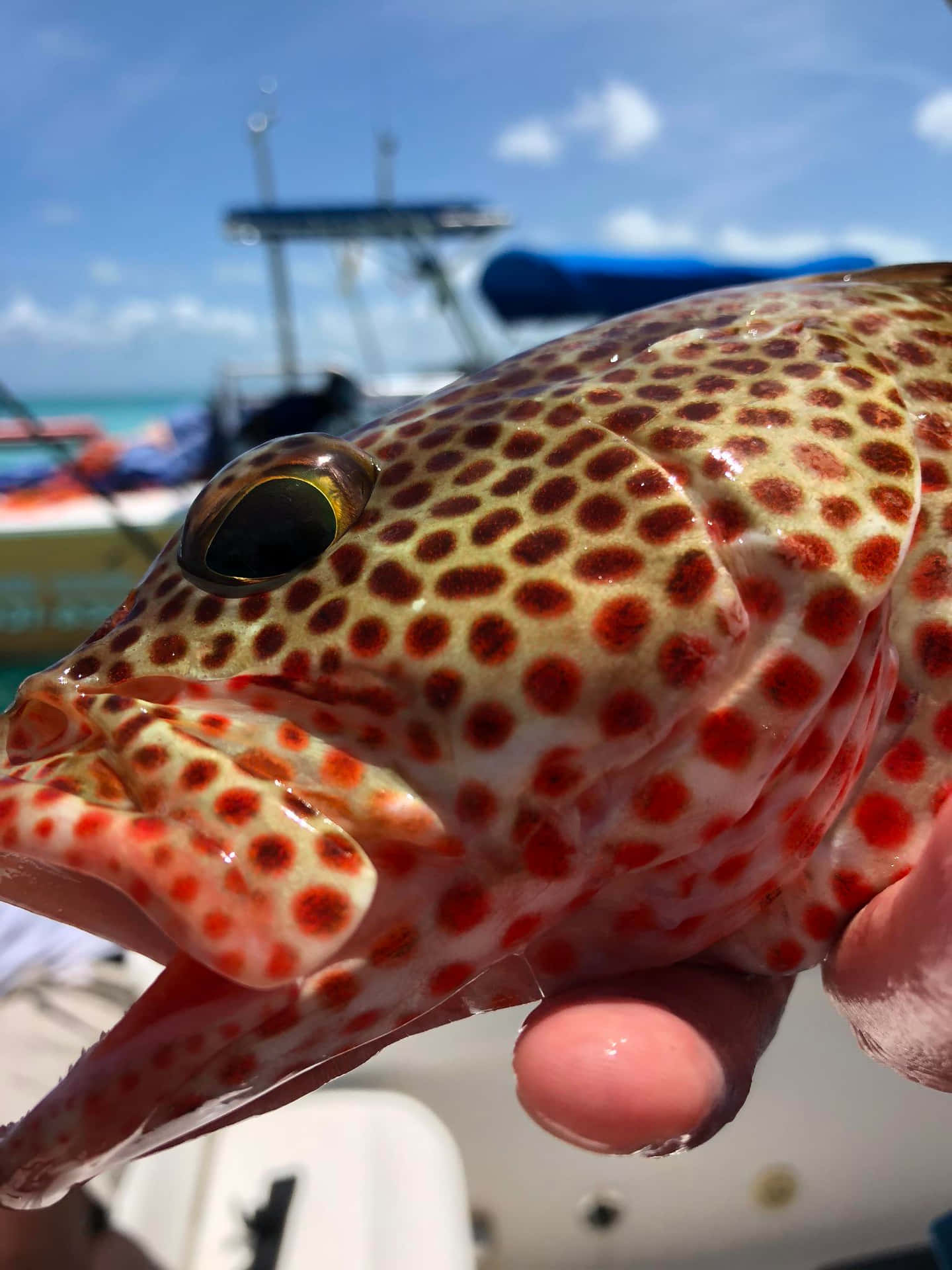 Spotted Grouper Close Up Wallpaper