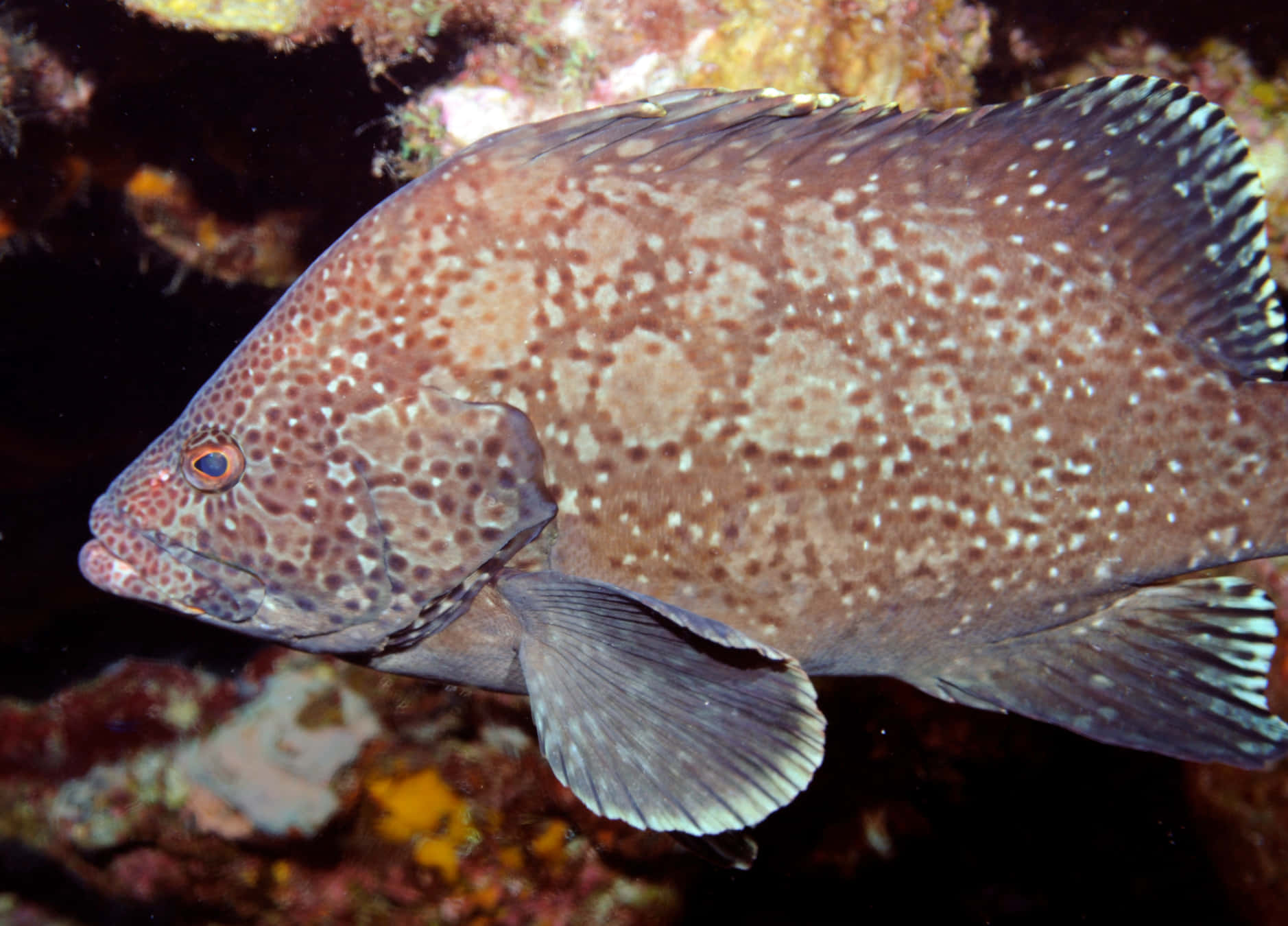 Spotted Grouper Underwater Wallpaper