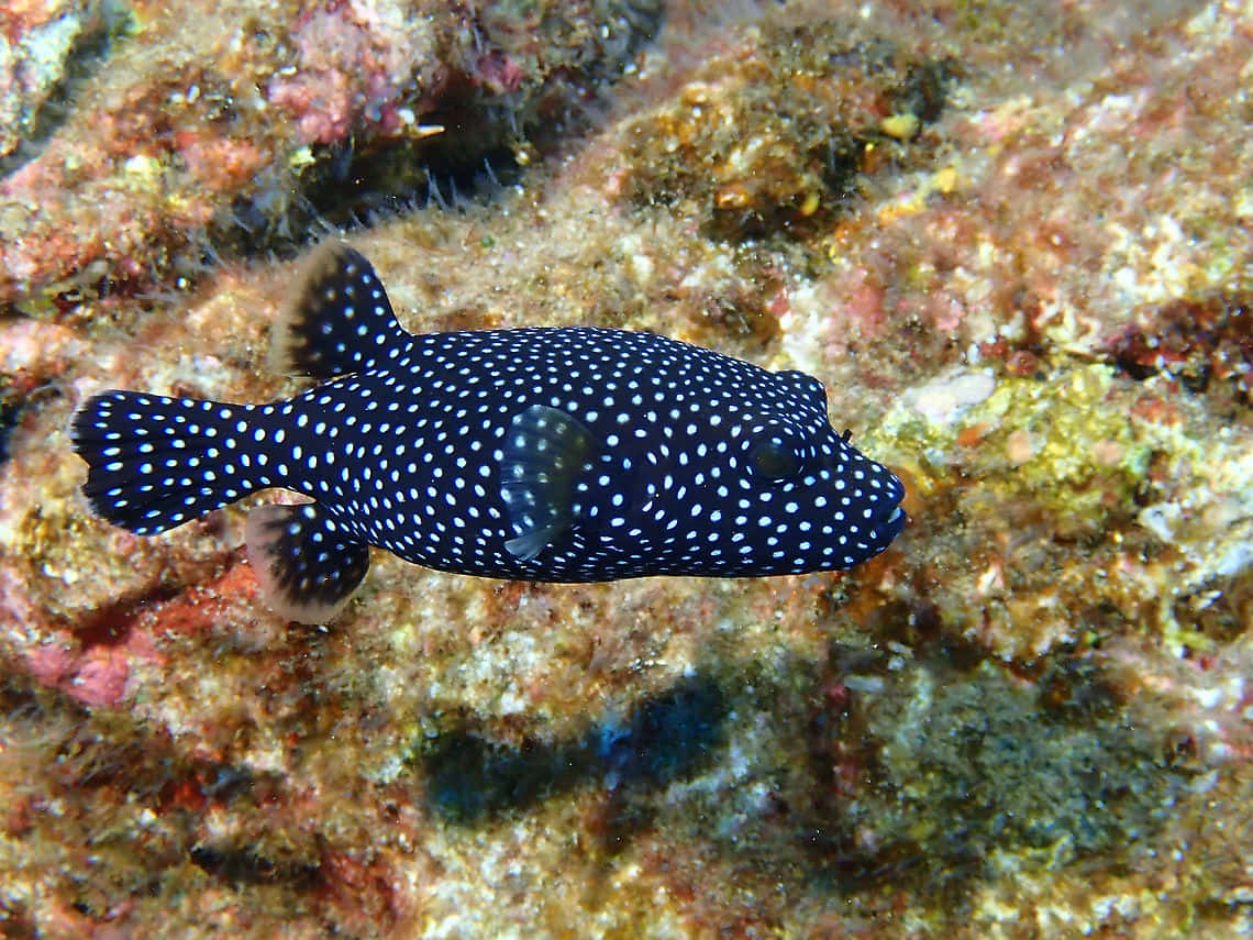 Spotted Guineafowl Pufferfish Underwater Wallpaper