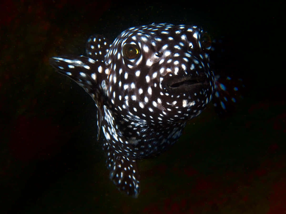 Spotted Guineafowl Pufferfish Underwater Wallpaper