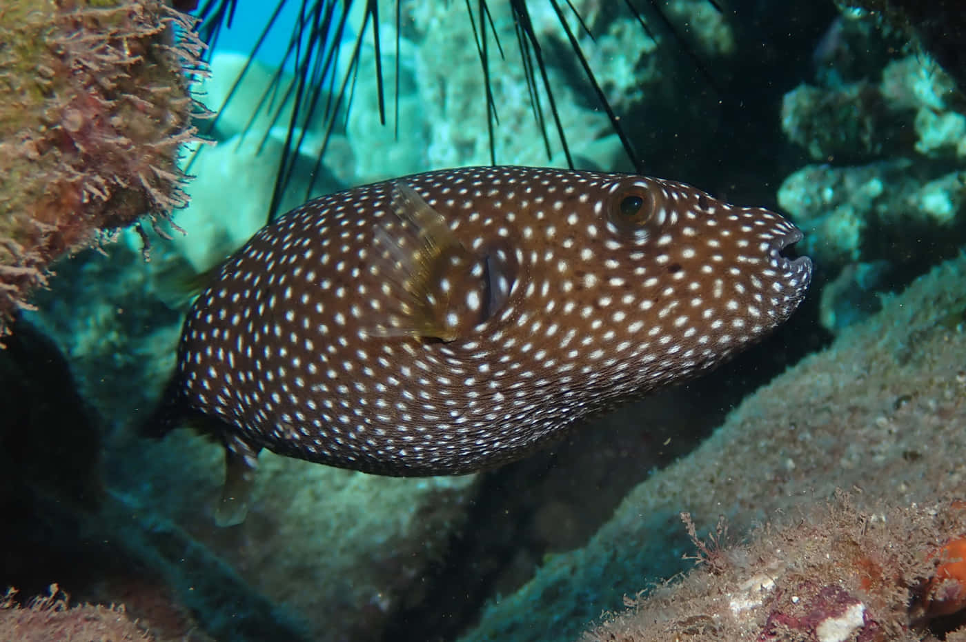 Spotted Guineafowl Pufferfish Underwater Wallpaper