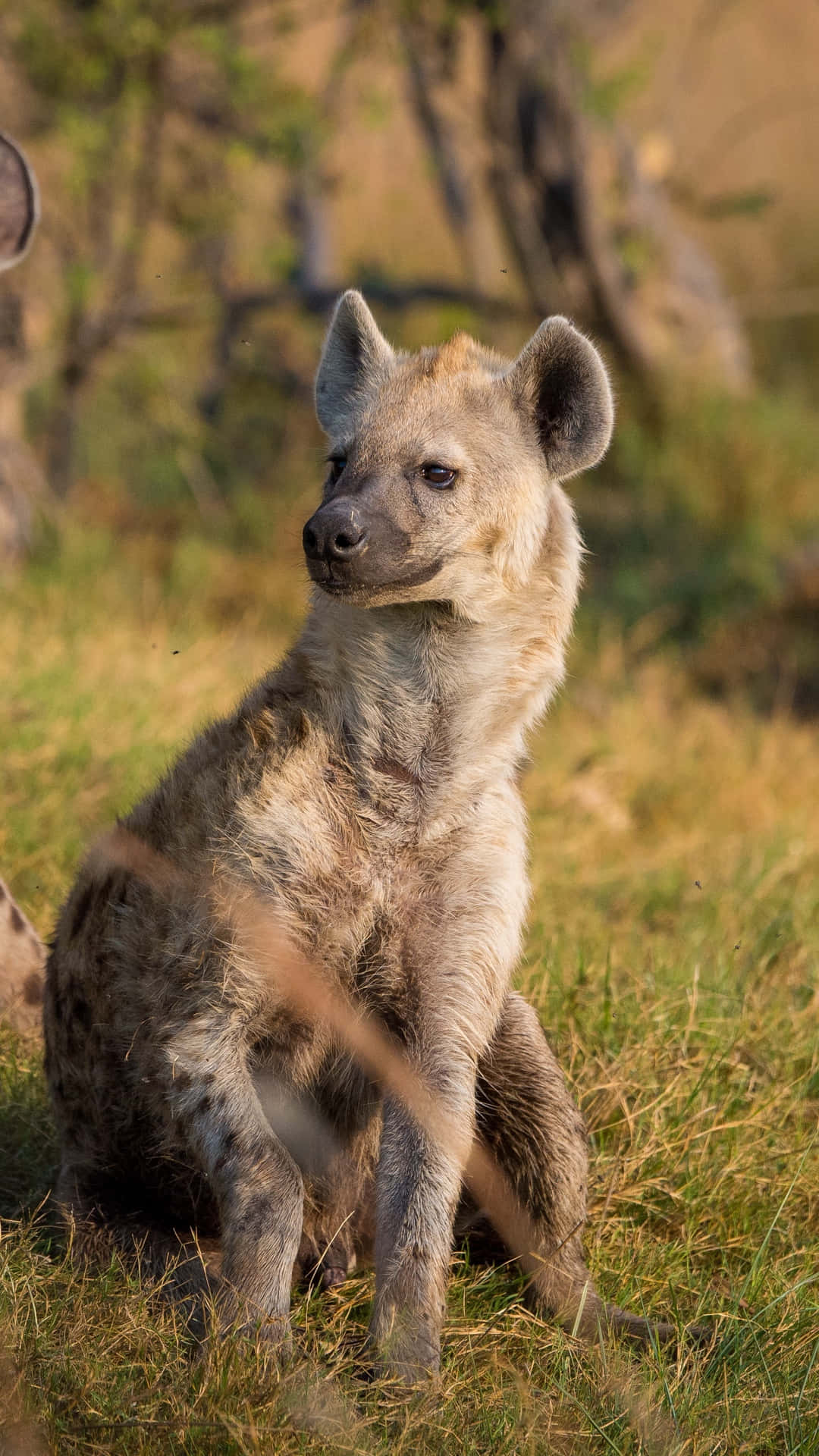 Spotted Hyena Sittingin Grass Wallpaper