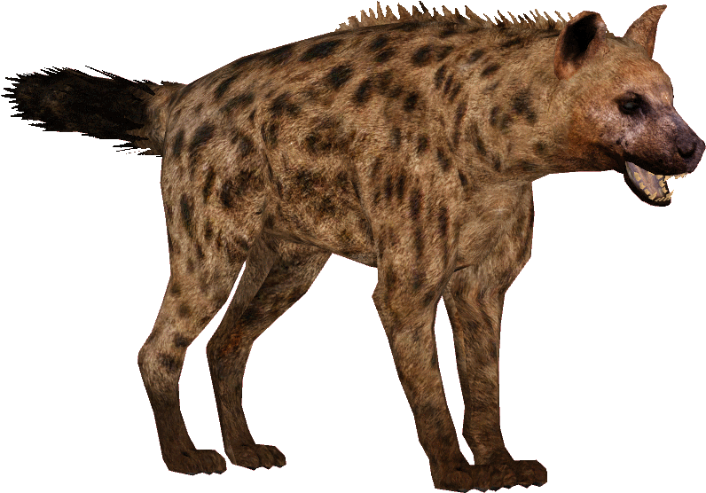 Spotted Hyena Standing Transparent Background.png PNG