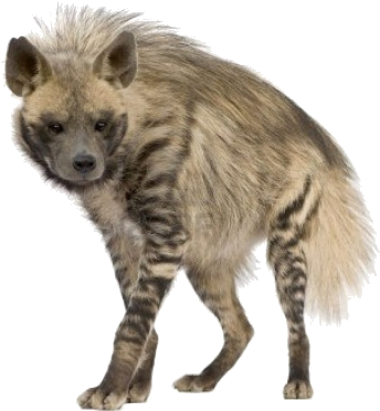 Spotted Hyena Standing Transparent Background.png PNG