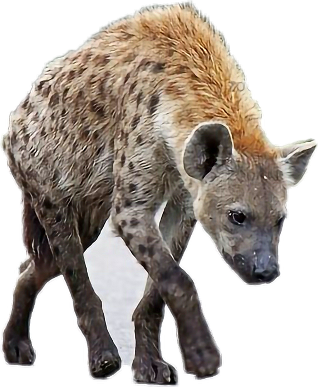 Spotted Hyena Walking Transparent Background PNG