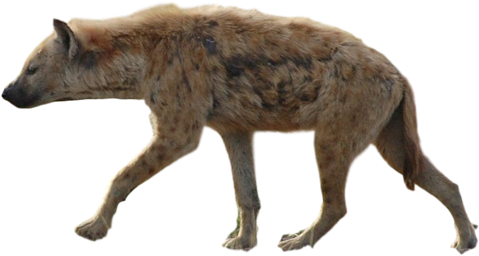 Spotted Hyena Walking Transparent Background PNG