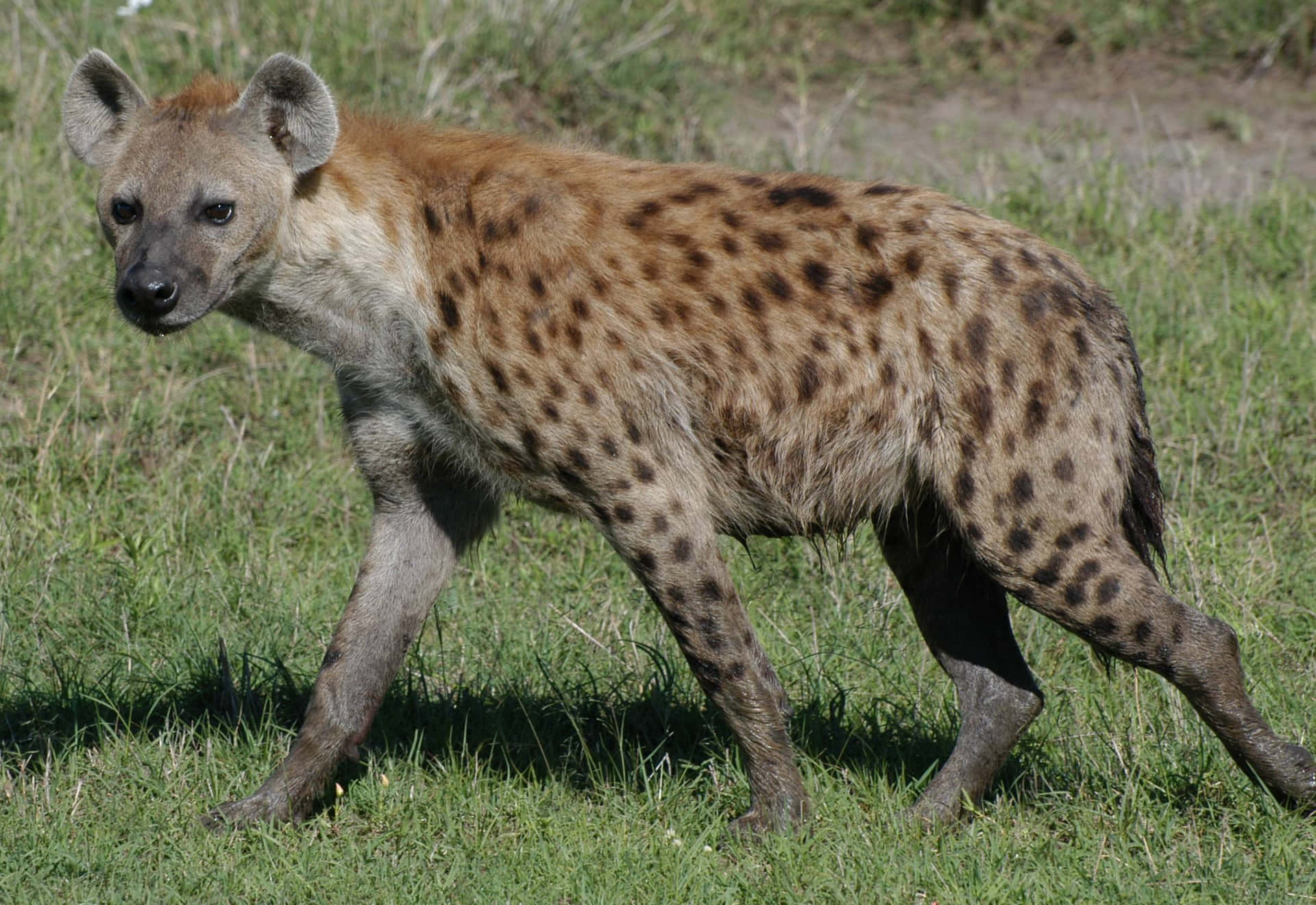 Spotted Hyenain Grassland.jpg Wallpaper