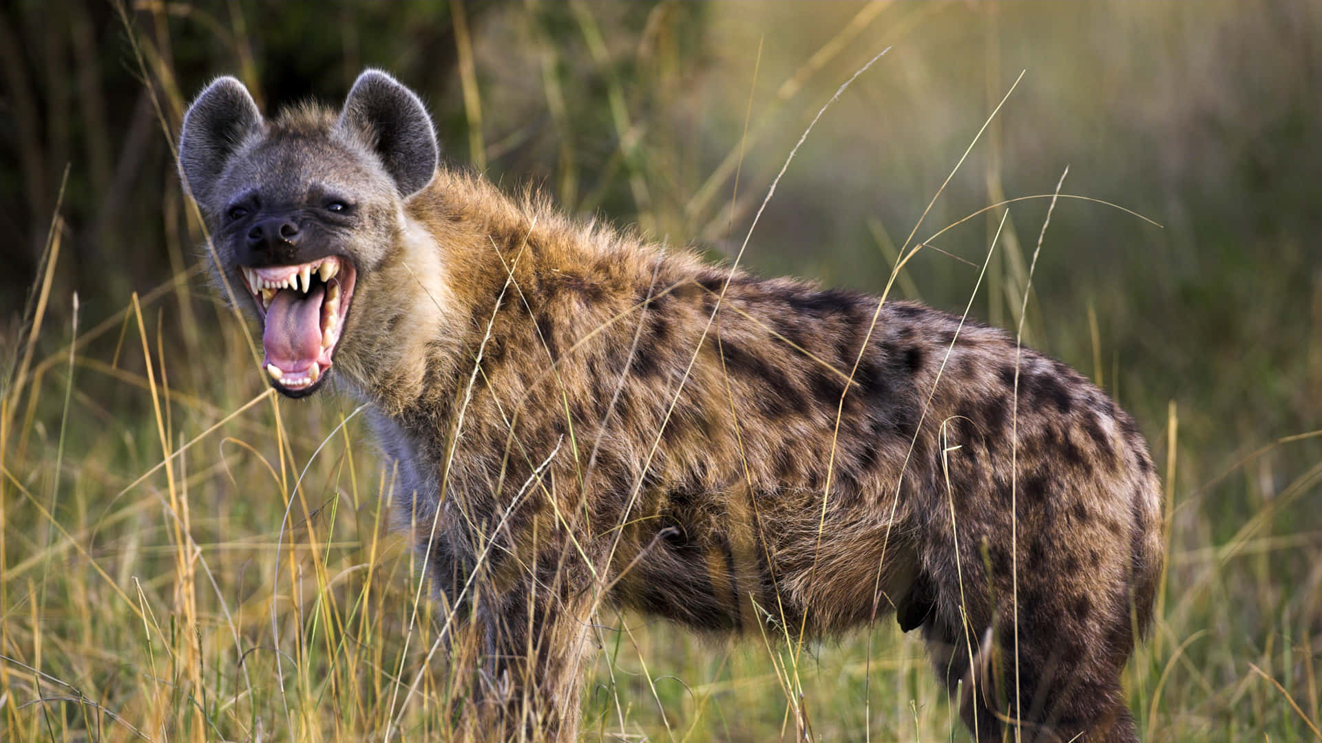 Spotted Hyenain Grassland.jpg Wallpaper
