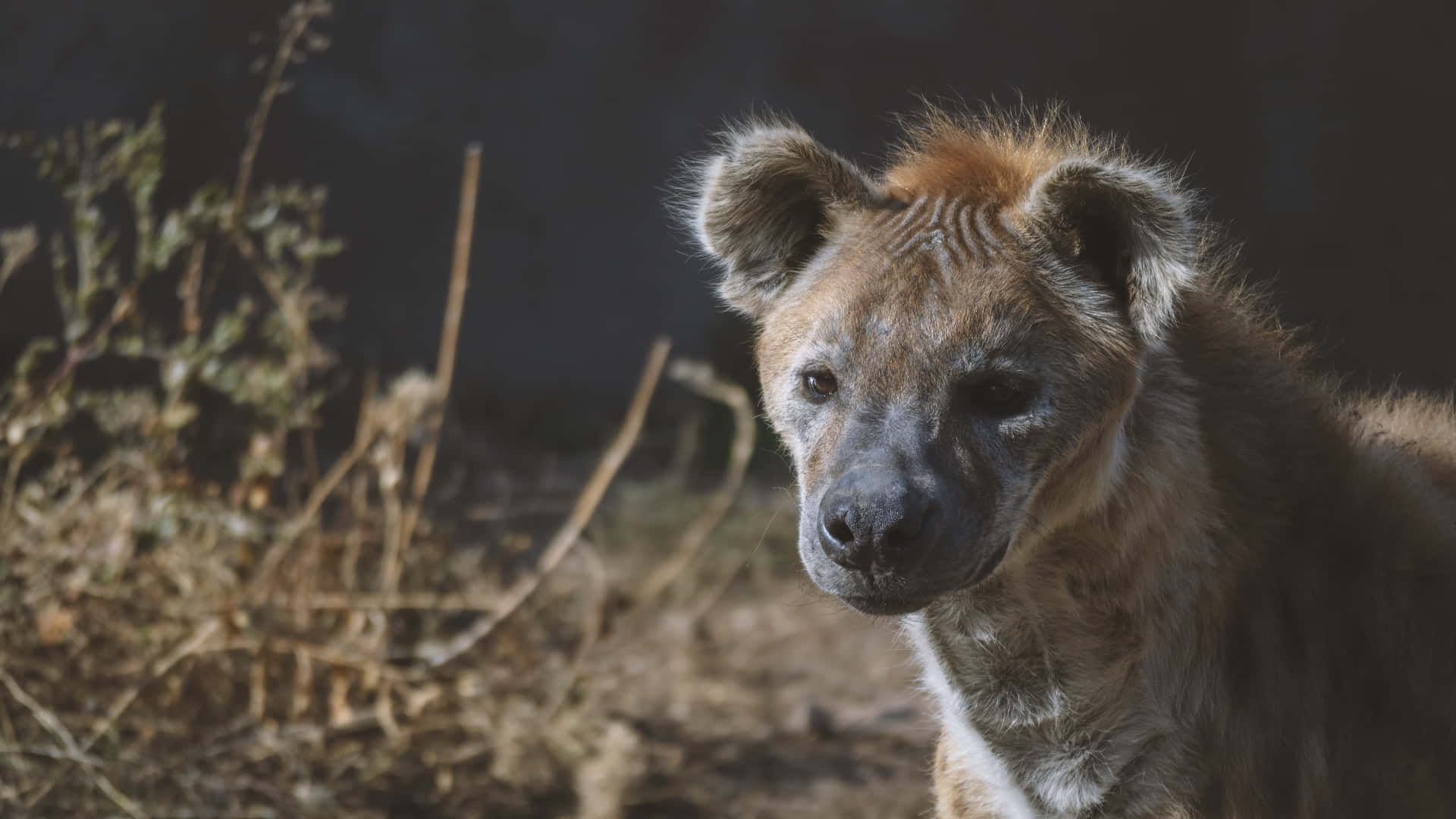 Spotted Hyenain Natural Habitat Wallpaper