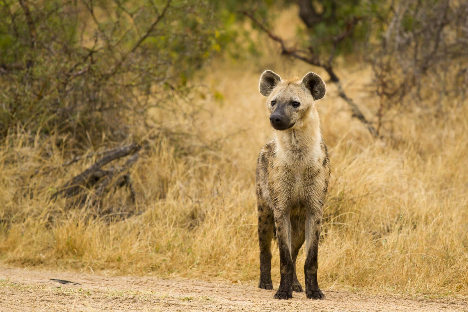 Spotted Hyenain Savanna Wallpaper