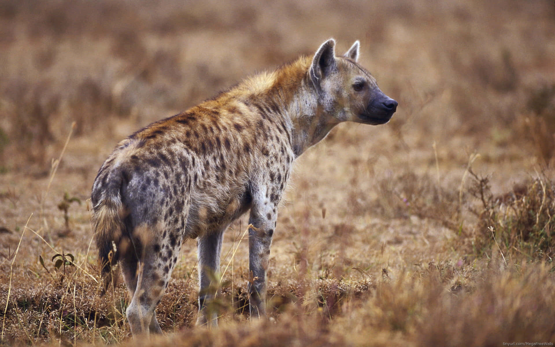 Spotted Hyenain Savanna Wallpaper