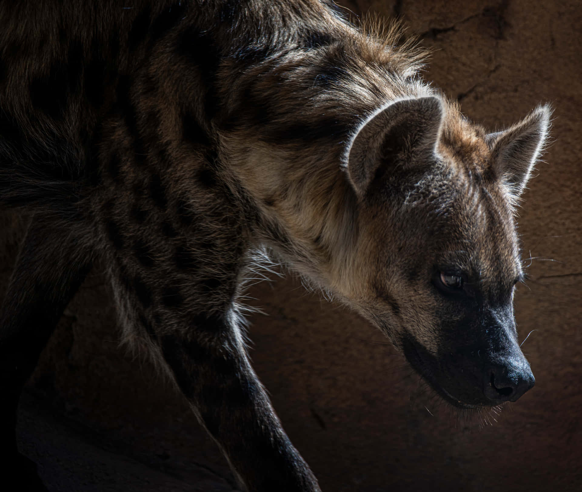 Spotted Hyenain Shadow.jpg Wallpaper