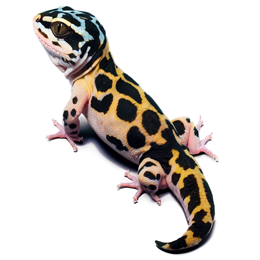 Spotted Leopard Gecko Png 06202024 PNG