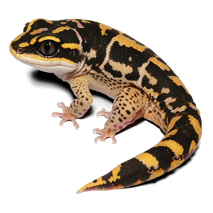 Spotted Leopard Gecko Png Bwl16 PNG