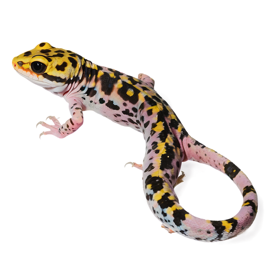 Spotted Leopard Gecko Png Phr PNG