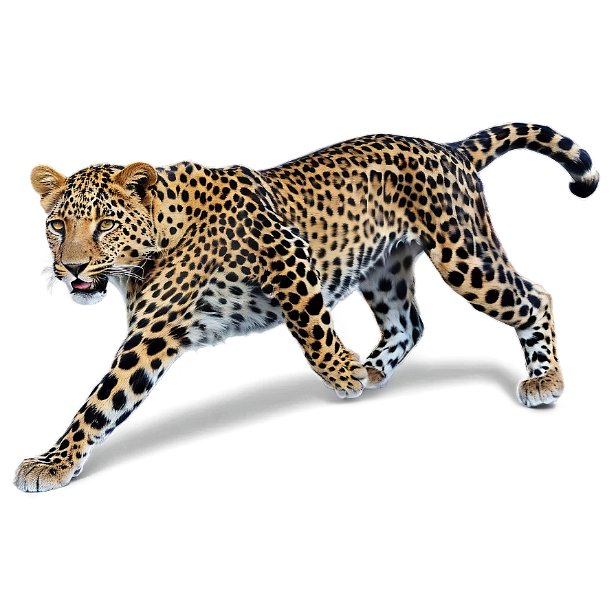 Spotted Leopard Hide Png Sye77 PNG