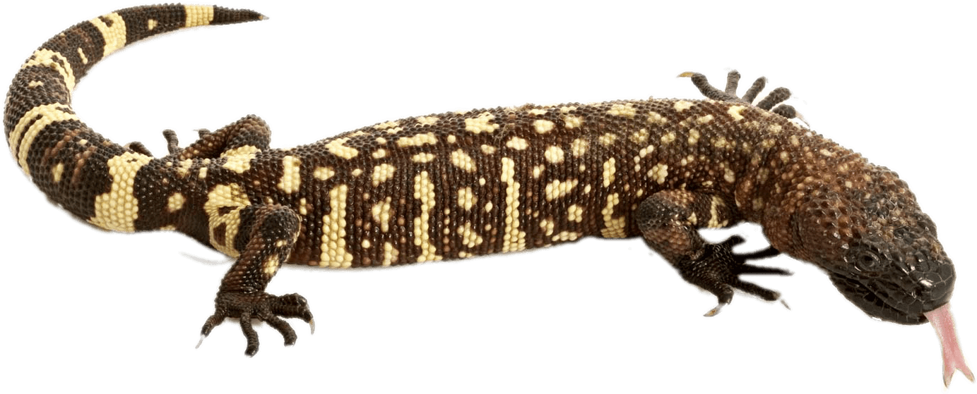 Spotted Lizard Tongue Out PNG