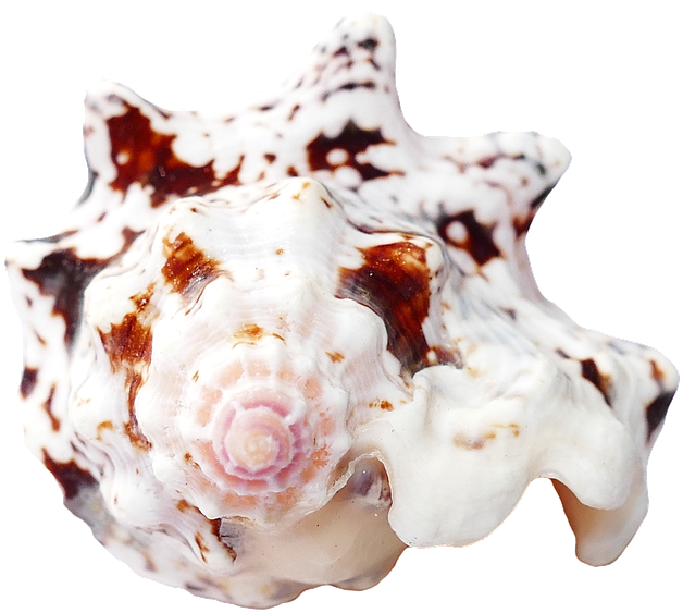 Spotted Marine Seashell.png PNG