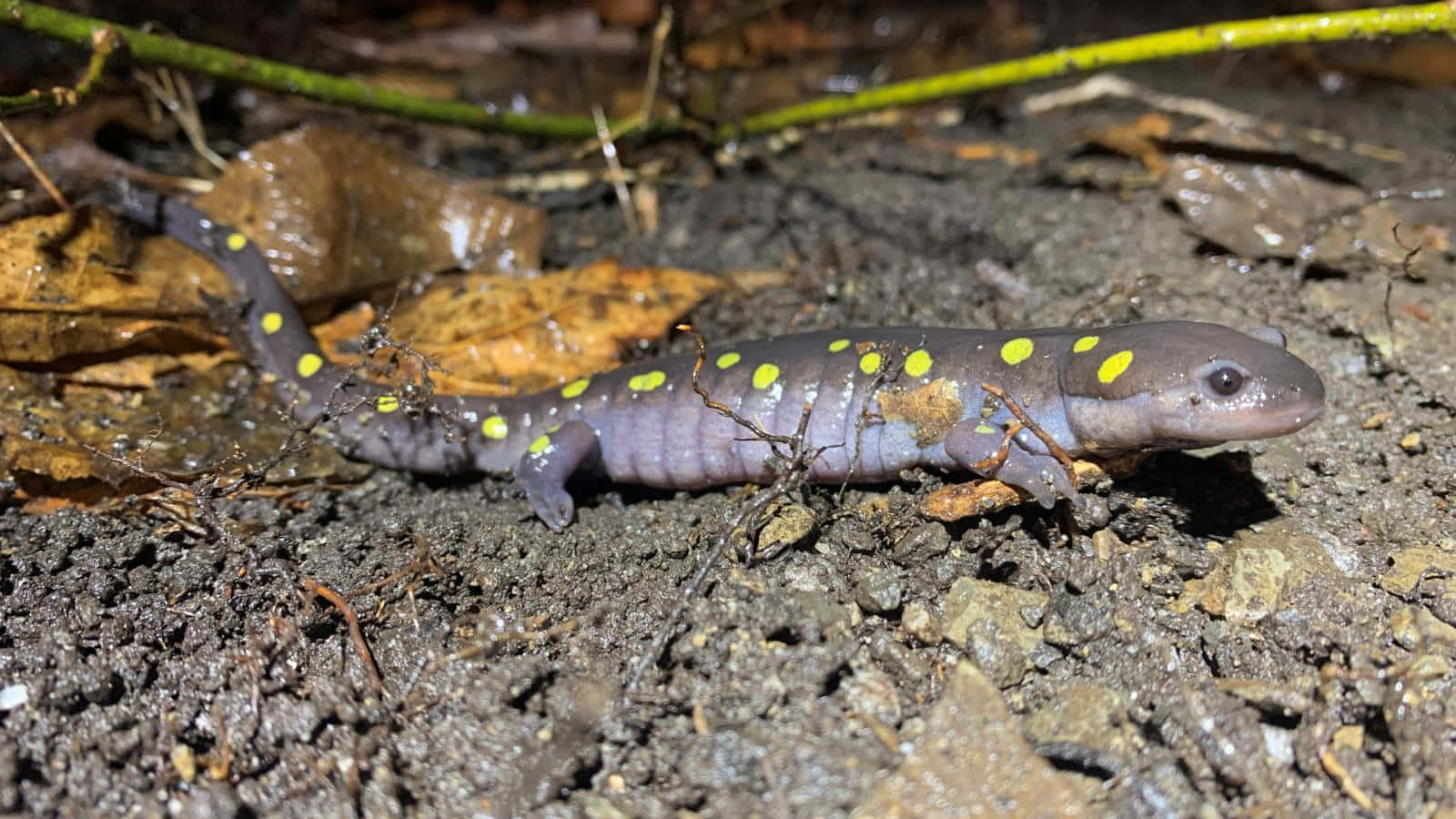 Spotted Mole Salamander Nighttime Wallpaper