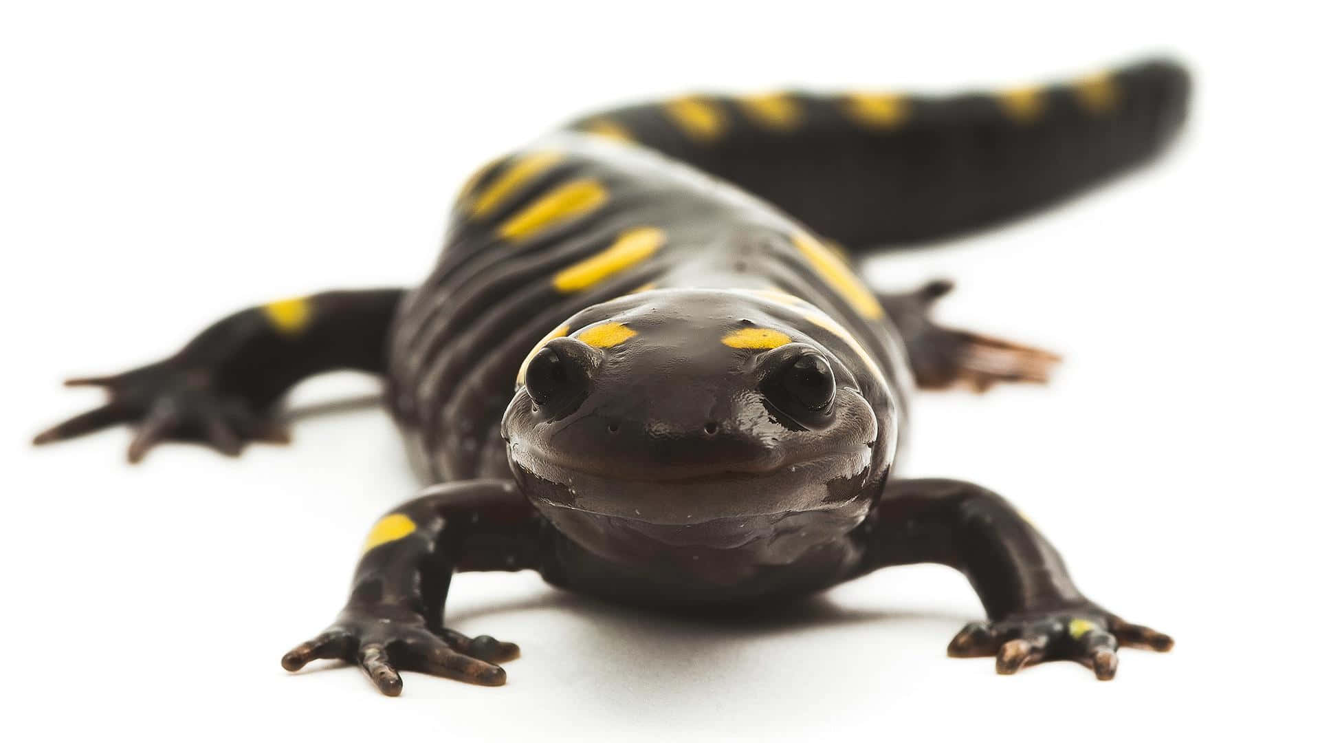 Spotted Mole Salamander Portrait Wallpaper
