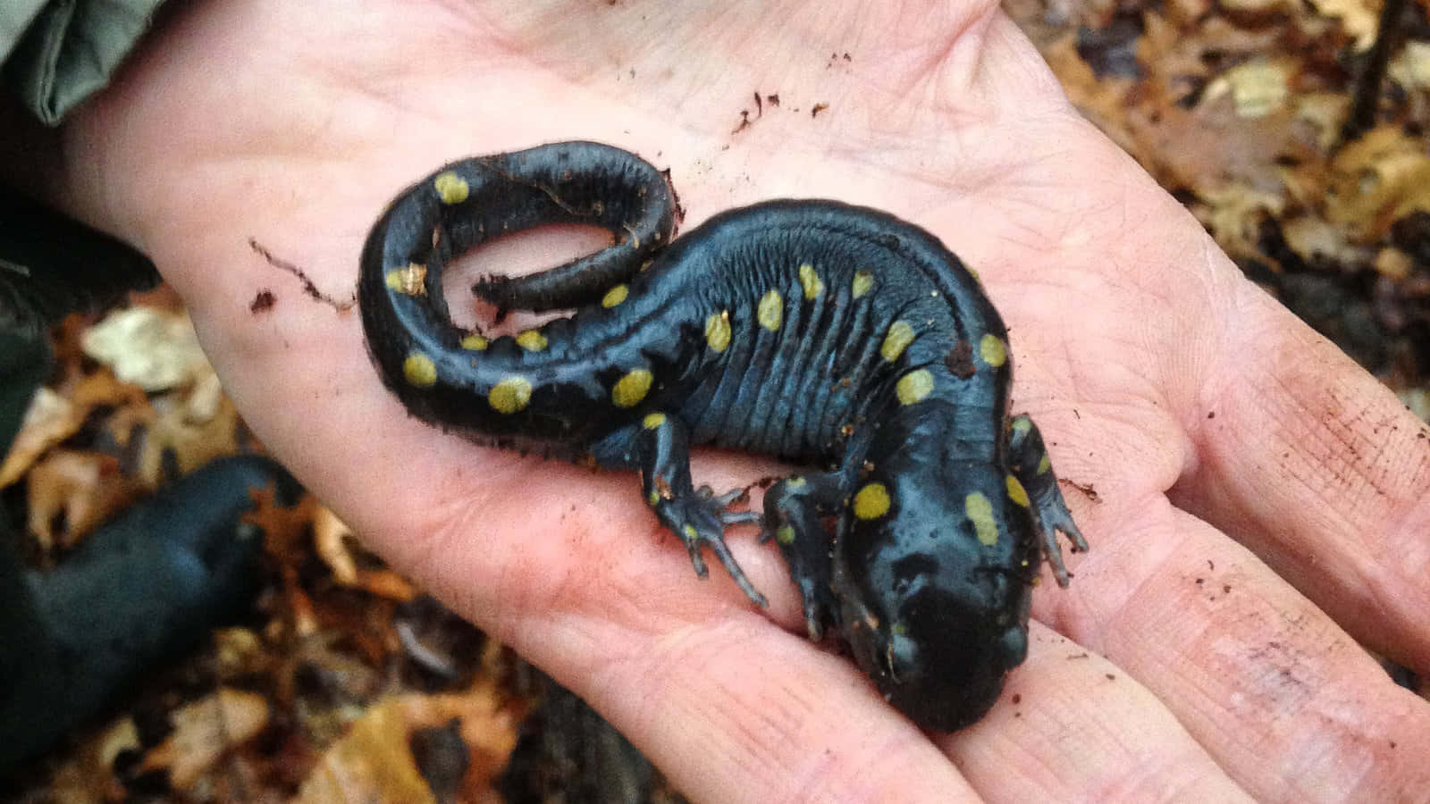 Spotted Mole Salamanderin Hand Wallpaper