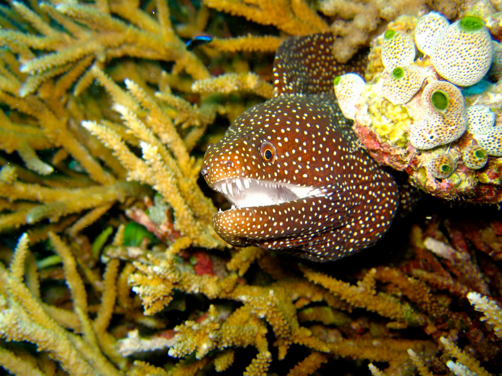 Spotted Moray Eel Amidst Coral Wallpaper