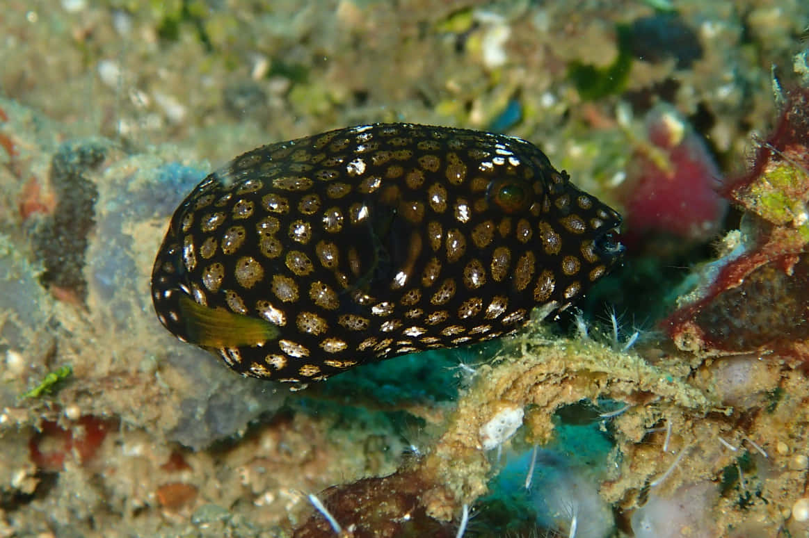 Spotted Moray Eel Camouflage Wallpaper