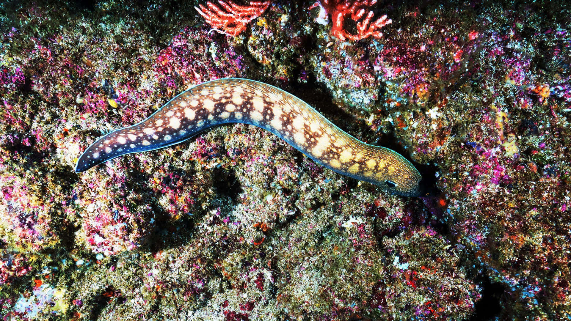 Spotted Moray Eel Coral Reef Wallpaper