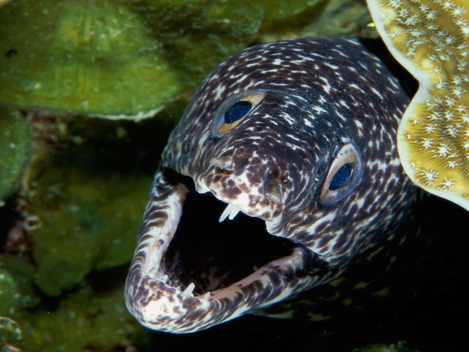 Spotted Moray Eel Emerging Wallpaper