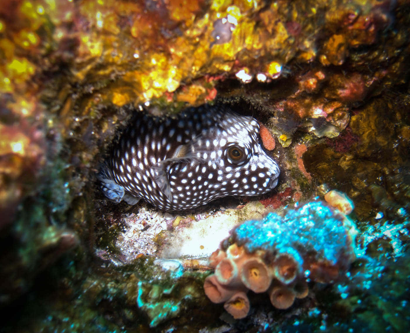 Spotted Moray Eel Hidingin Coral Reef Wallpaper